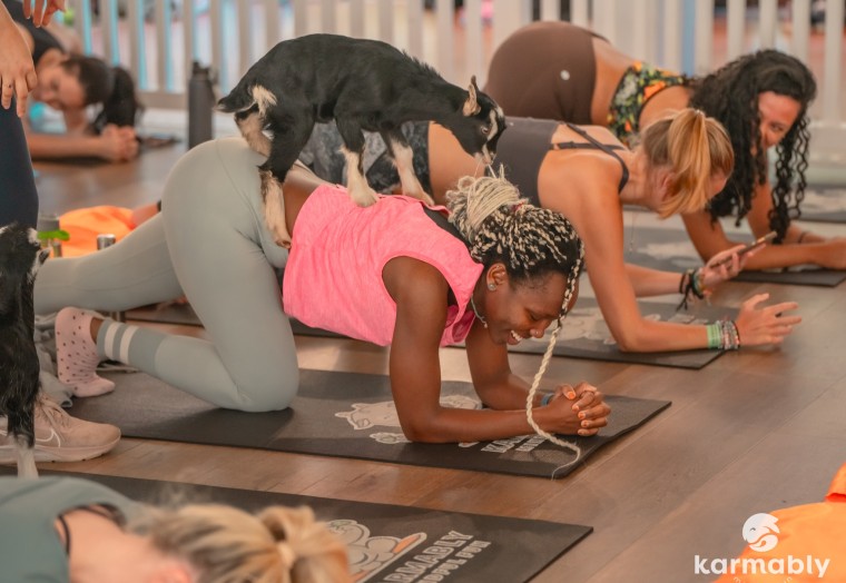 A person in a yoga pose with a baby goat on their back. 